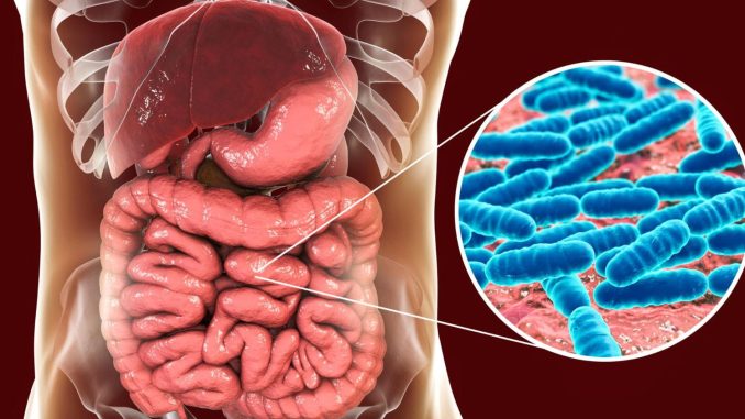 Gut-Bacteria